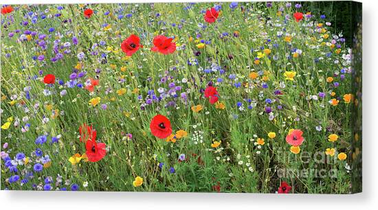 A Splash of Colour Canvas Art Print by Tim Gainey