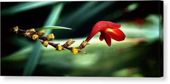 Longevity Canvas Art Print by Darlene Kwiatkowski