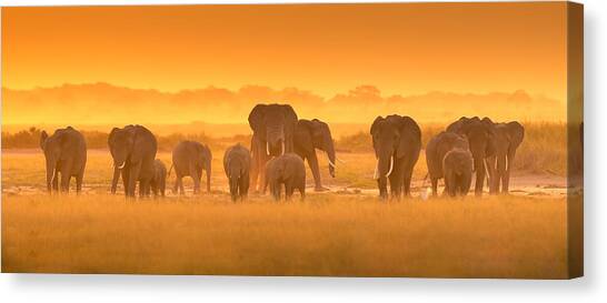 Golden Light Canvas Art Print by David Hua