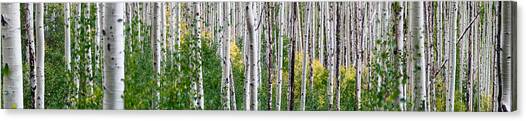 Aspen Trees Canvas Art Print by Steve Gadomski