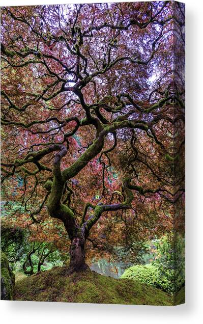 Japanese Maple Tree #1 Canvas Art Print by Mike Centioli