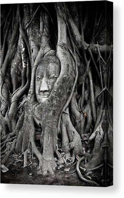 Buddha Head Wrapped In A Tree Canvas Art Print by Traveler1116