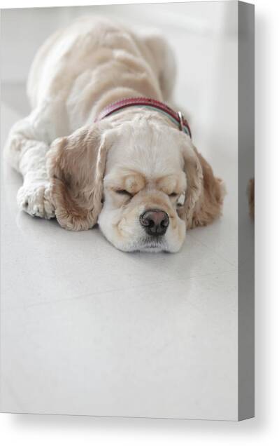 Cocker Spaniel Dog Sleeping Canvas Art Print by Tricia Shay Photography