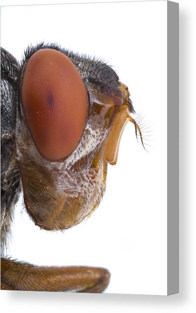 Human Botfly Belize Canvas Art Print by Piotr Naskrecki
