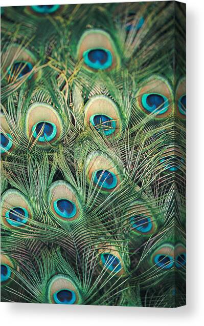 Vibrant Peacock Feathers Canvas Print