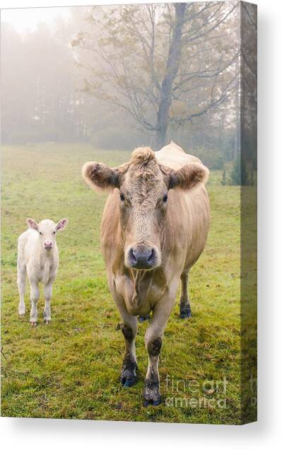 Momma and Baby Cow Canvas Art Print by Edward Fielding
