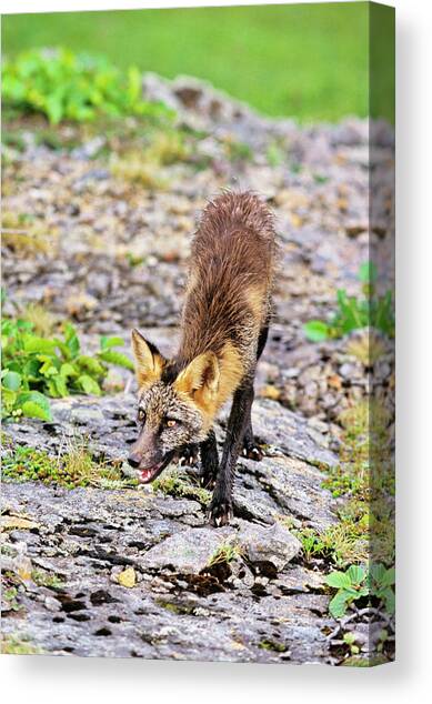 Red Fox (vulpes Vulpes Canvas Art Print by Martin Zwick