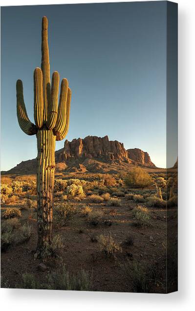 Saguaro Cactus And Superstition Canvas Art Print by Kjschoen