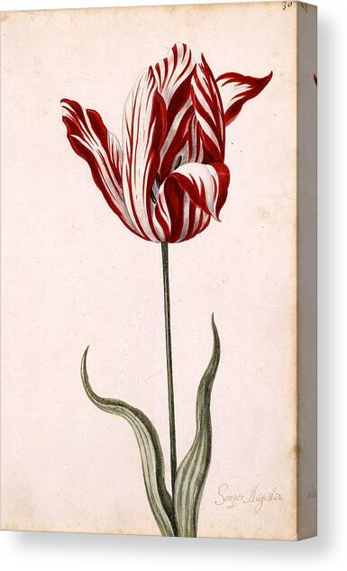 Semper Augustus Canvas Art Print by Celestial Images