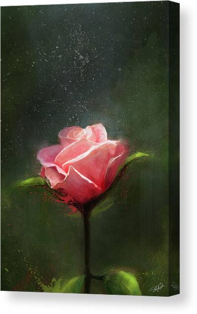 Delicate Pink Rose in Bloom Canvas Print