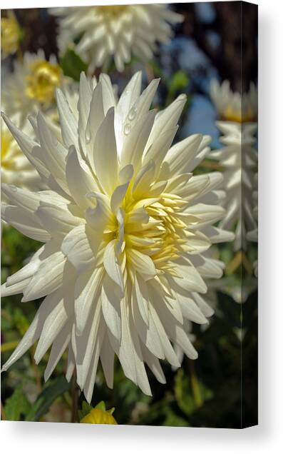 Sweating Dahlia Canvas Art Print by Tikvah's Hope