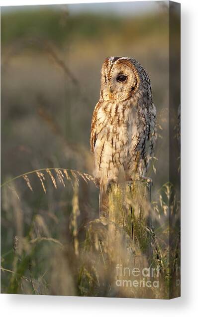 Tawny Owl Canvas Art Print by Tim Gainey