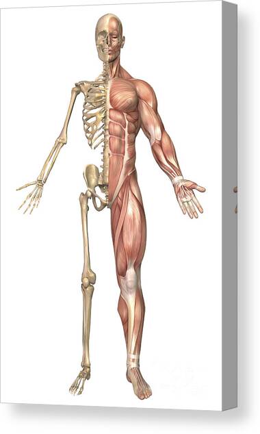 https://render.fineartamerica.com/images/rendered/medium/canvas-print/6.5/10/mirror/break/images-medium-5/the-human-skeleton-and-muscular-system-stocktrek-images-canvas-print.jpg