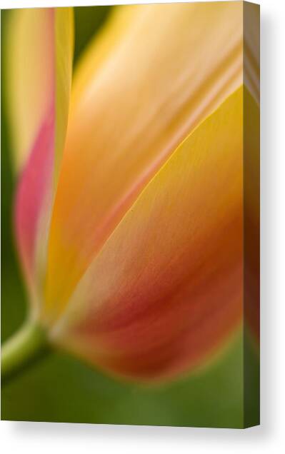 April Grace Canvas Art Print by Mike Reid