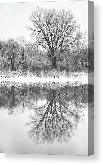 Bare Trees Canvas Art Print by Darren White