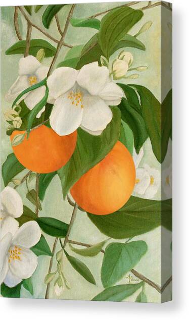 Branch Of Orange Tree In Bloom Canvas Art Print by Angeles M Pomata