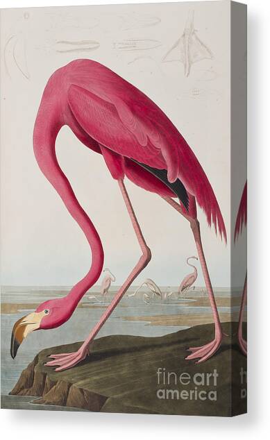 Flamingo Canvas Art Print by John James Audubon