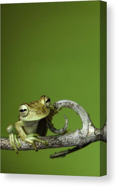 Tree Frog Canvas Art Print by Dirk Ercken
