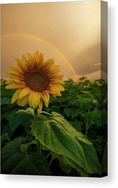 Harmonious  Canvas Art Print by Aaron J Groen
