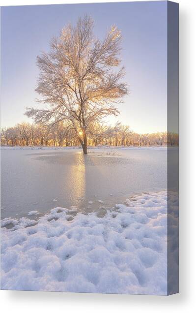 Tree of Life Canvas Art Print by Darren White