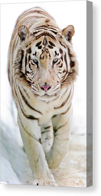 A047 Snow White Tiger Winter Funky Animal Canvas Wall Art Large Picture Prints 