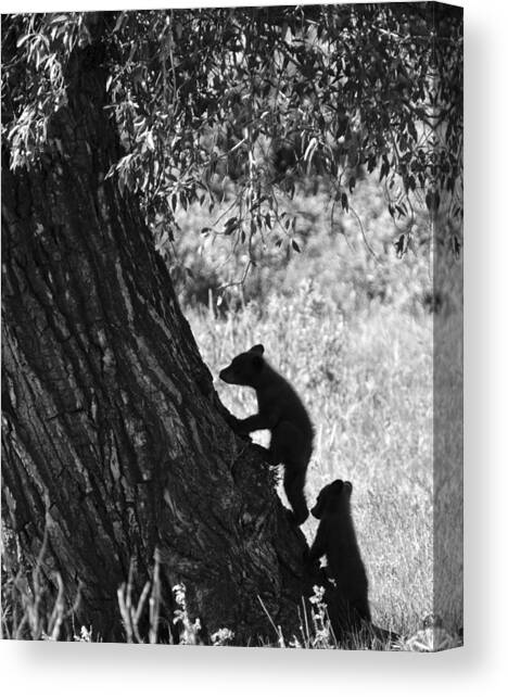 Black Bear Cubs Climbing a Tree Canvas Art Print by Crystal Wightman