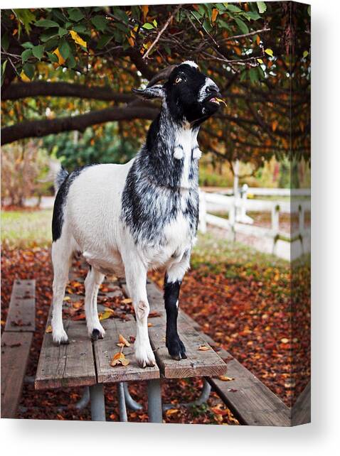 Lunch with Goat Canvas Art Print by Rona Black