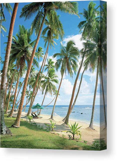 Palm Tree Near Beach Canvas Art Print by Erhard Pfeiffer