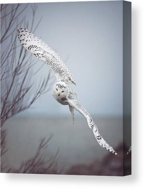 White Owl Snow Storm CANVAS PRINT Wall Decor Art Giclee Animals Birds 4 Sizes 
