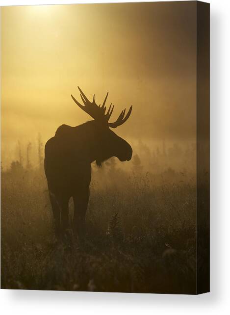 Bull Moose in Fog Canvas Art Print by Tim Grams