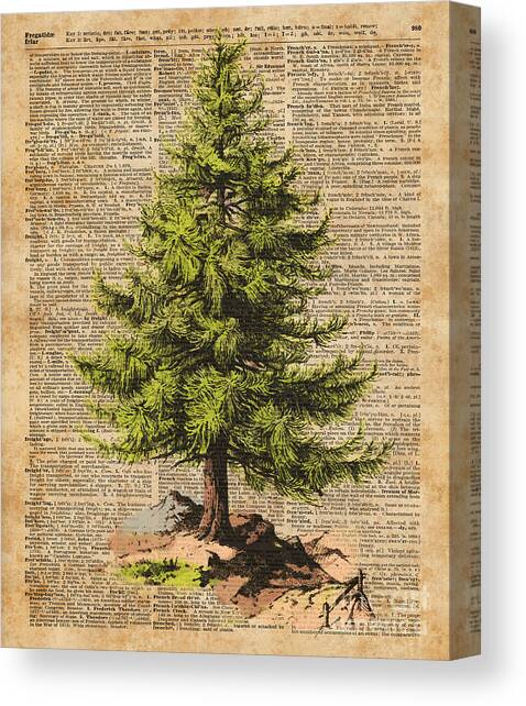 Pine Tree,Cedar Tree,Forest,Nature Dictionary Art,Christmas Tree Canvas Art Print by Anna W