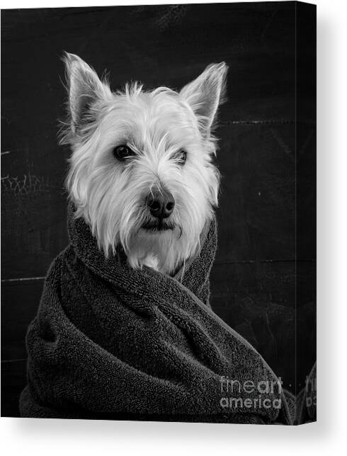Portrait of a Westie Dog Canvas Art Print by Edward Fielding