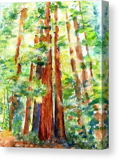 Sunlight through Redwood Trees Canvas Art Print by Carlin Blahnik CarlinArtWatercolor