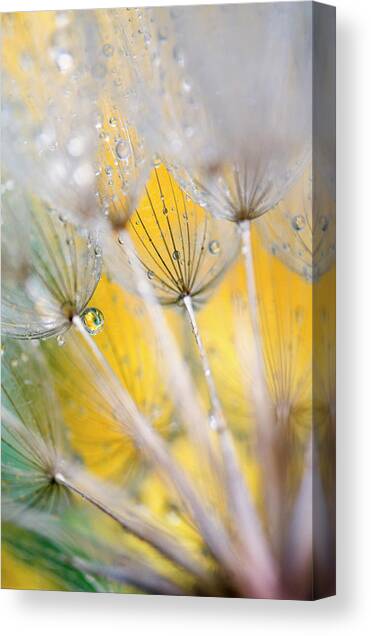 Seedhead With Raindrops Canvas Art Print by Jaynes Gallery