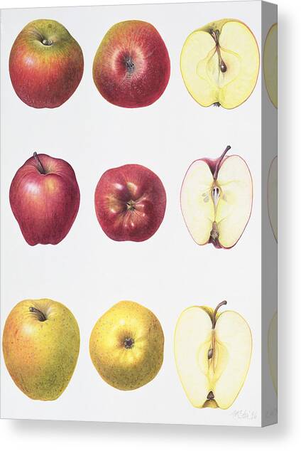 Six Apples Canvas Art Print by Margaret Ann Eden