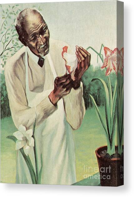 George W Carver Canvas Art Print by Science Source