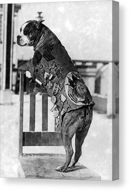 Wwi, Sergeant Stubby, American War Dog #1 Canvas Art Print by Science Source