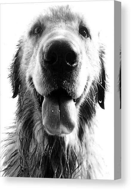 Portrait of a Happy Dog Canvas Art Print by Osvaldo Hamer