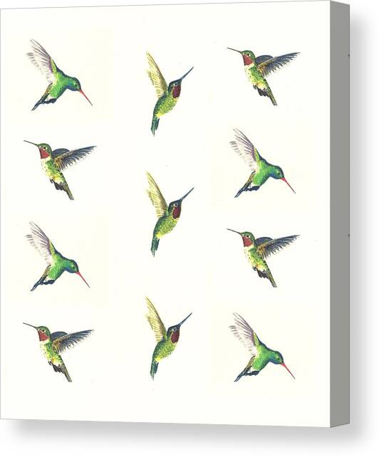 Hummingbirds Number 2 Canvas Art Print by Michael Vigliotti