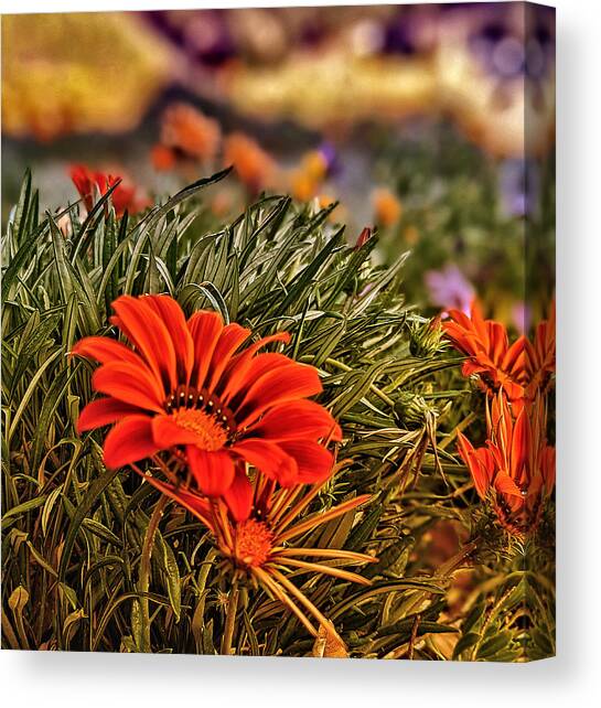 Spring Orange Flowers Canvas Art Print by Dave Zumsteg