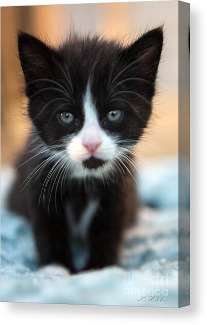 Black and white Kitten Canvas Art Print by Iris Richardson