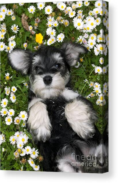Schnauzer Puppy Dog #5 Canvas Art Print by John Daniels