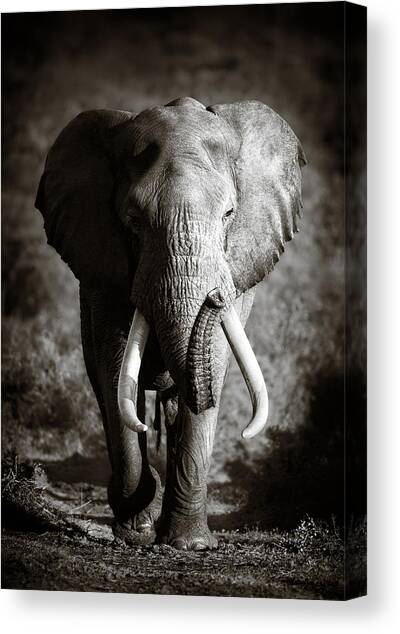 Elephant Bull Canvas Art Print by Johan Swanepoel