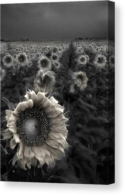 Haunting Sunflower fields 1 Canvas Art Print by Dave Dilli