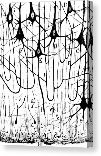 Pyramidal Cells Illustrated By Cajal Canvas Art Print by Science Source