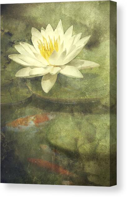 Water Lily Canvas Art Print by Scott Norris
