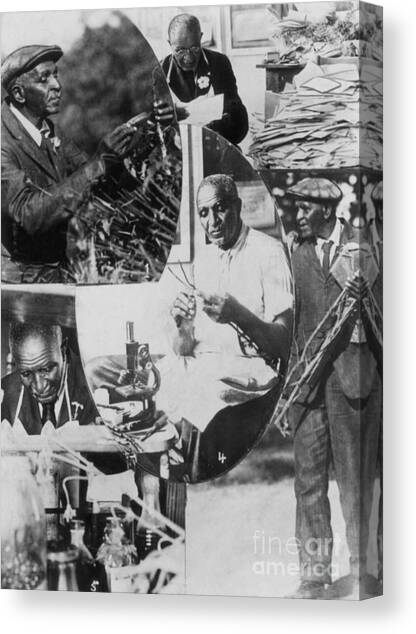 George W. Carver, African-american #3 Canvas Art Print by Science Source
