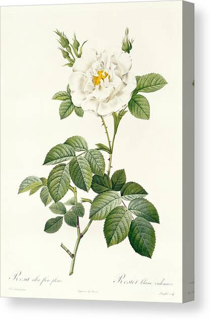 Rosa Alba flore pleno Canvas Art Print by Pierre Joseph Redoute
