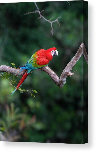 Red-and-green Macaw Or Green-winged #1 Canvas Art Print by Nick Garbutt