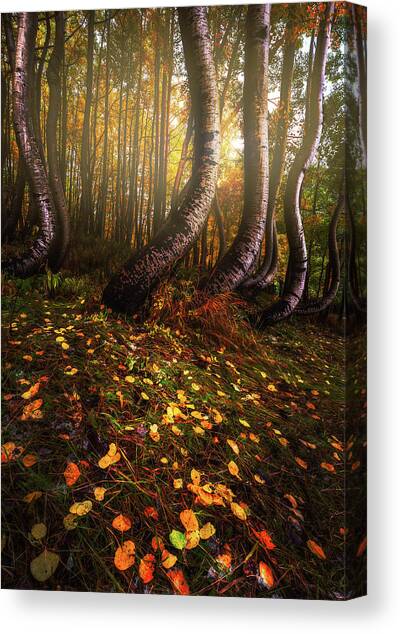 Light It Up Canvas Art Print by Darren White